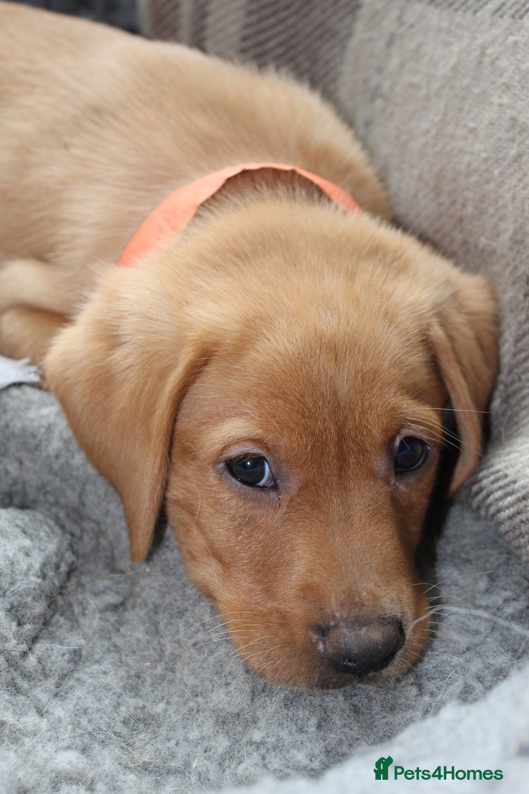 Labrador Retriever dogs for sale: Labrador Pupsfor Sale – Yellow, Chocolate, Black  - Image 13