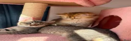 British Longhair cats for sale: WHITE KITTEN COLORPOINT VACCINATED READY FOR HOME - Advert 24