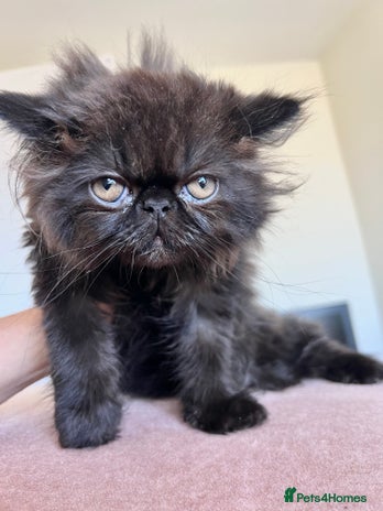 Persian Cat Two Colored Eyes Price Eye Color With Blue Eyes