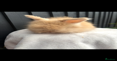 Angora rabbits Gorgeous fluffy little angora baby bunnies - Advert 3