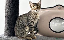 Savannah cats for sale: Three beautiful F5 SBT Savannah sisters - Advert 15