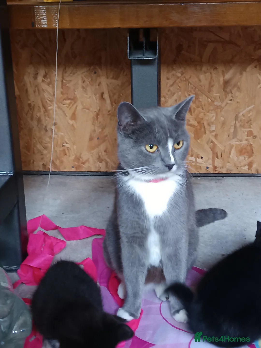 Mixed Breed cats for sale: The cats are ready for a new owner  - Advert 1