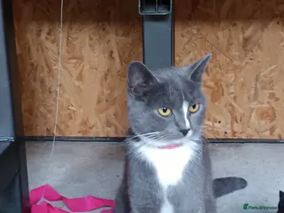 Mixed Breed cats The cats are ready for a new owner - Advert 1