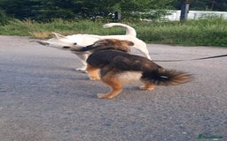 Mixed Breed dogs for adoption: 💖🐶 TINA 🐶💖 - Image 2