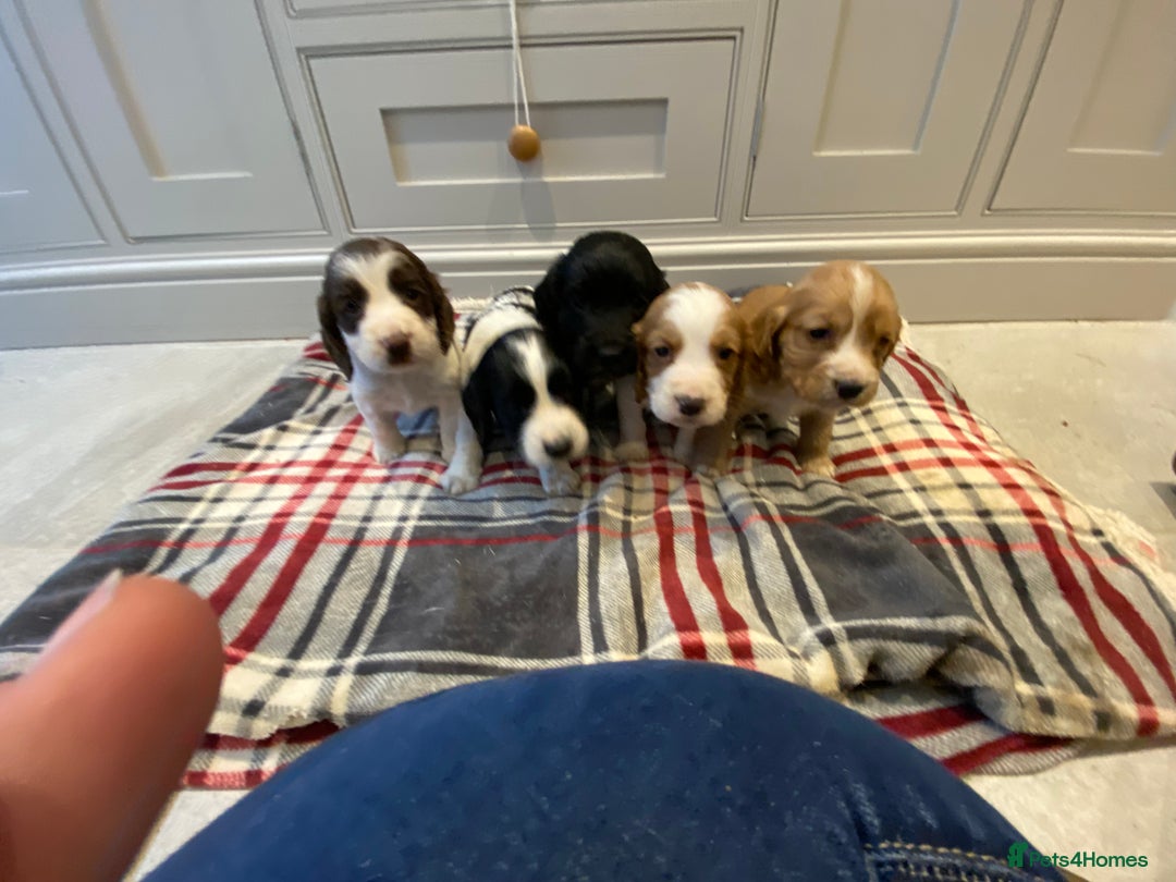 Cocker Spaniel dogs for sale: Cocker Spaniel puppies - Image 2