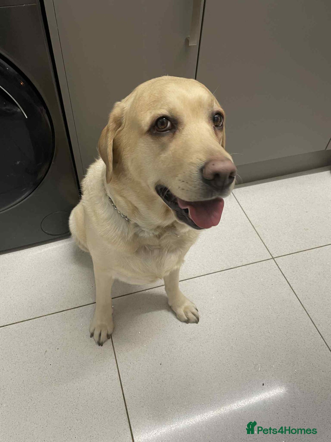 Labrador Retriever dogs for sale: Lovely Labrador  - Advert 6