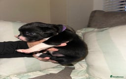 Mixed Breed dogs for sale: Olde English Bulldogge/Staffy bull Collie mix - Image 19