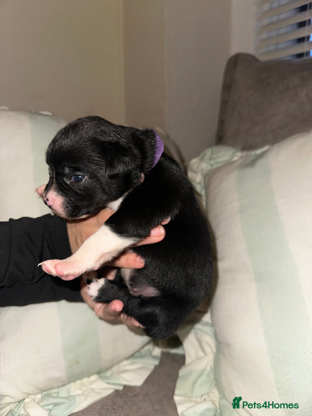 Mixed Breed dogs for sale: Olde English Bulldogge/Staffy bull Collie mix - Image 19
