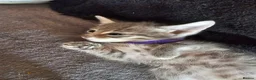 Mixed Breed cats for sale: Adorable Grey kittens for sale  - Advert 27