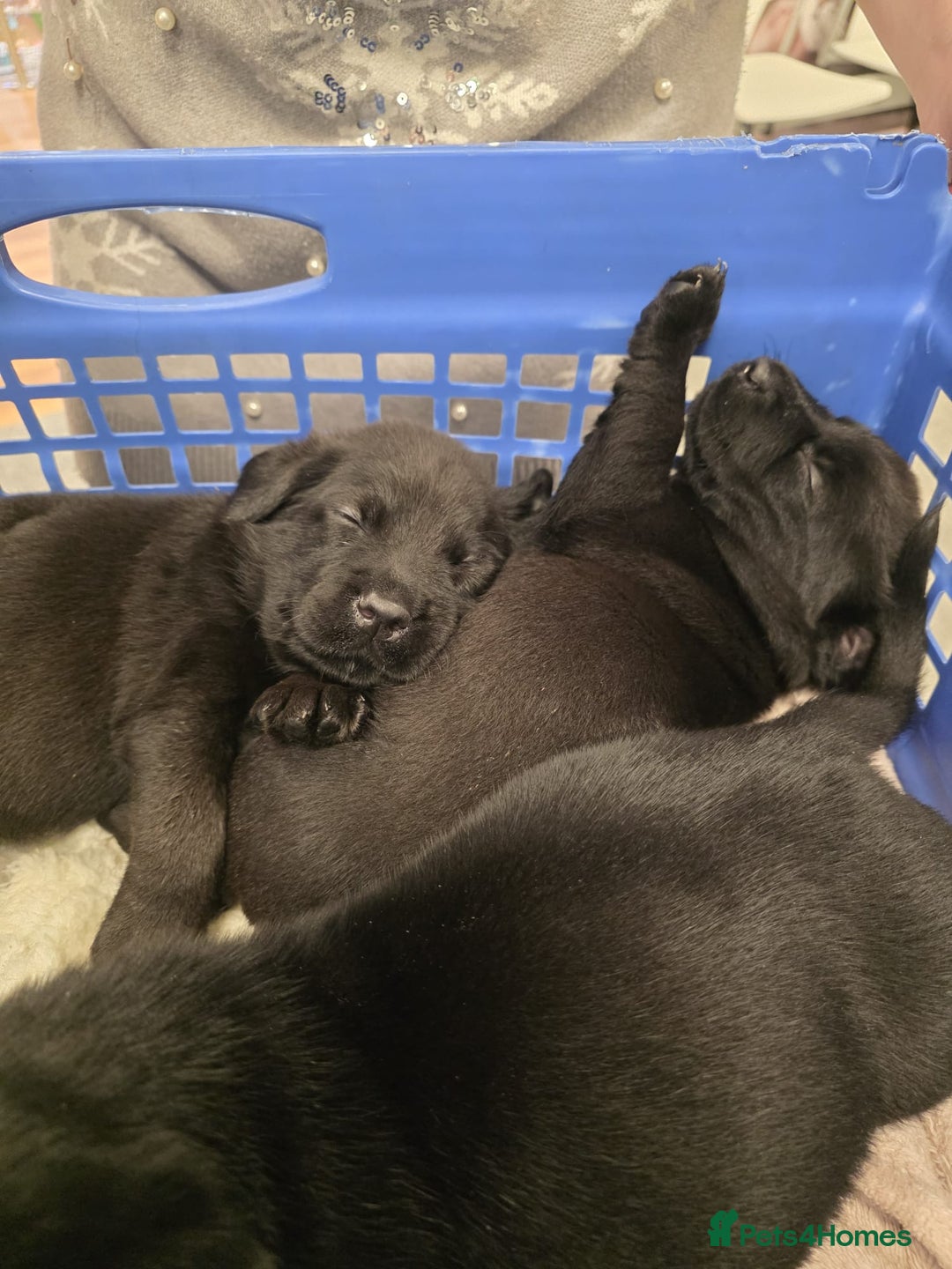 Mixed Breed dogs for sale: German shepherd x Working Labrador puppies  - Advert 9