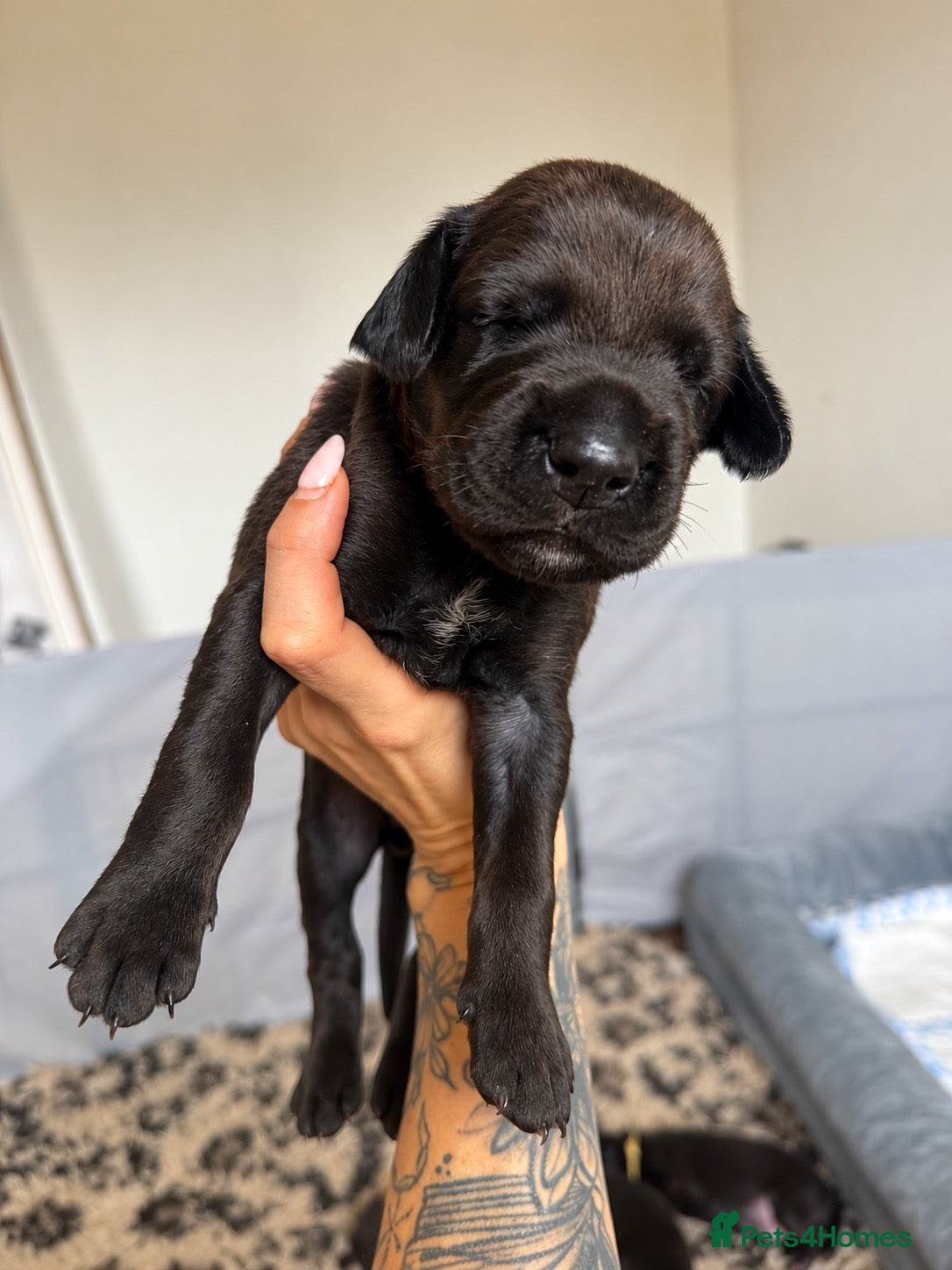 Mixed Breed dogs Irish setter cross Doberman puppies - Advert 2