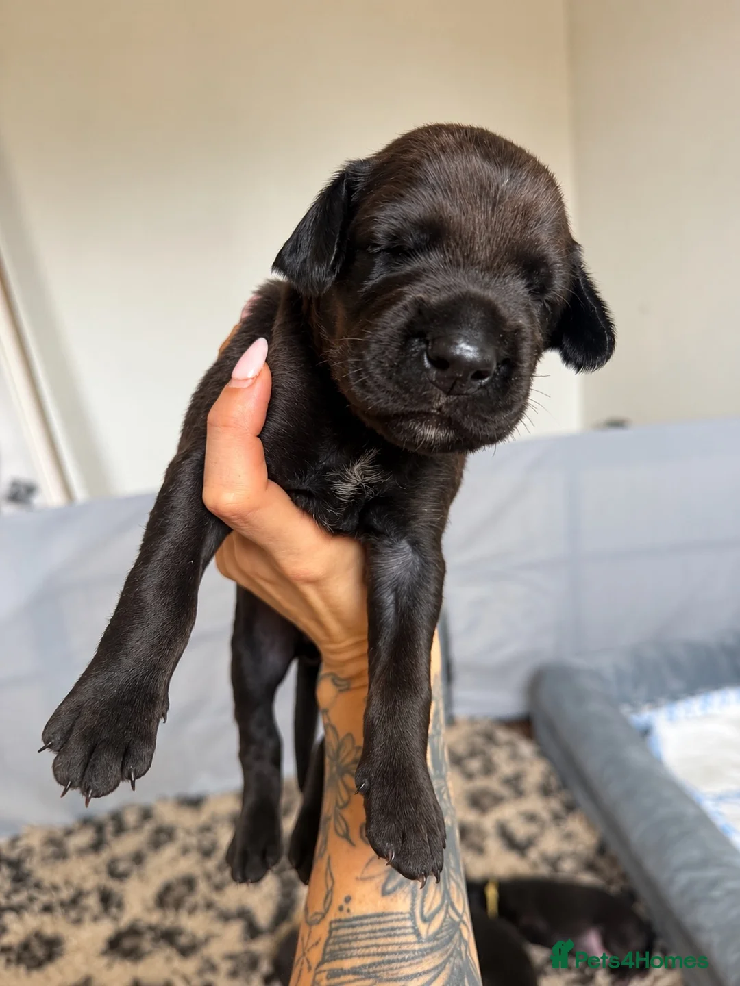 Mixed Breed dogs for sale: Irish setter cross Doberman puppies - Advert 2