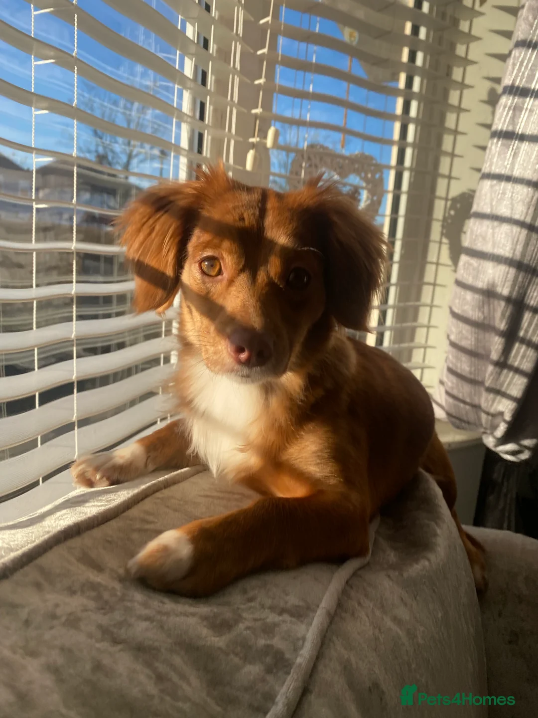 Chiweenie dogs for sale: For sale  - Advert 1