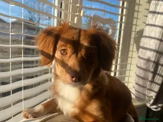 Chiweenie dogs For sale - Advert 2