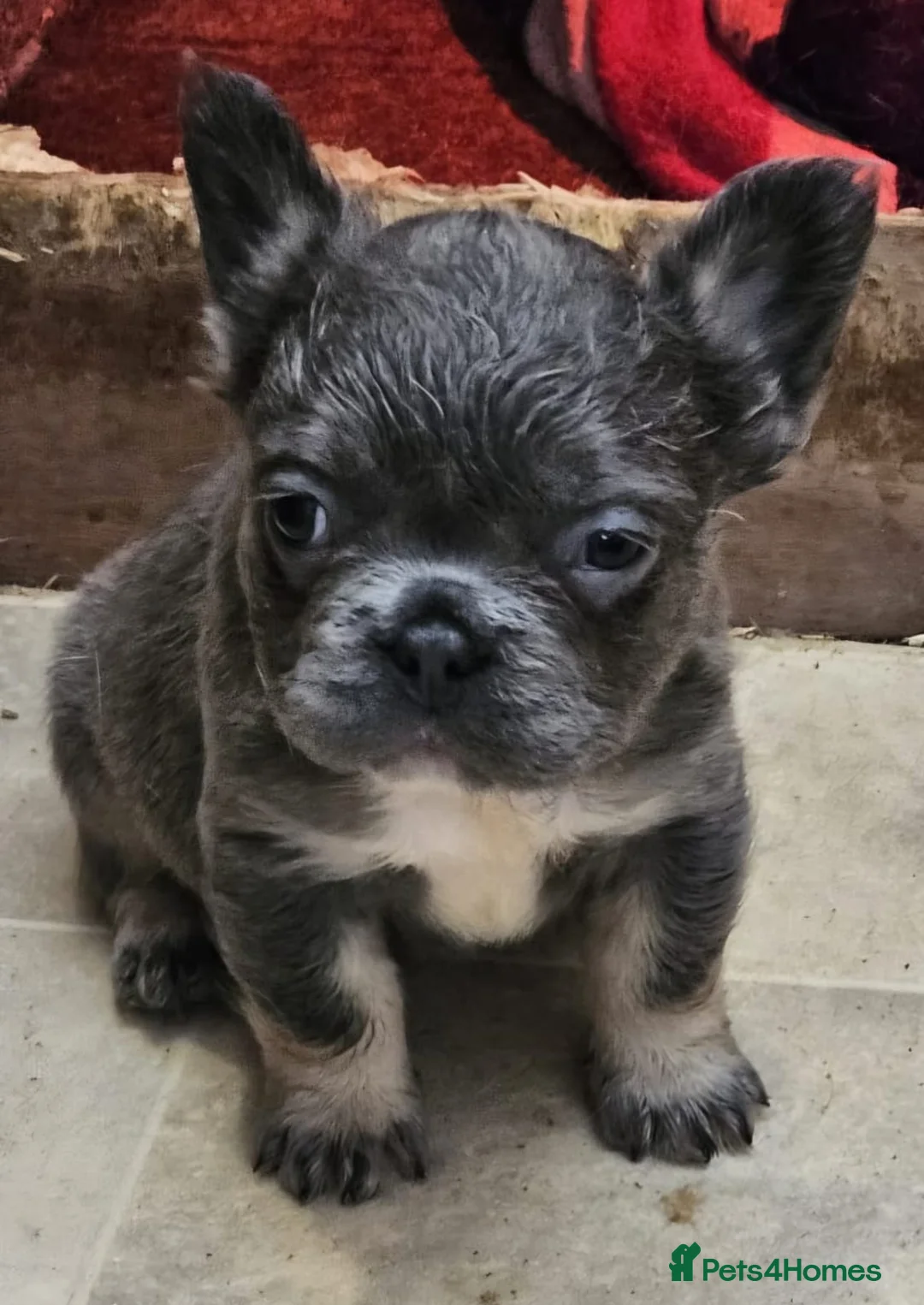 French Bulldog dogs for sale: 2 adorable french bulldogs - Advert 2