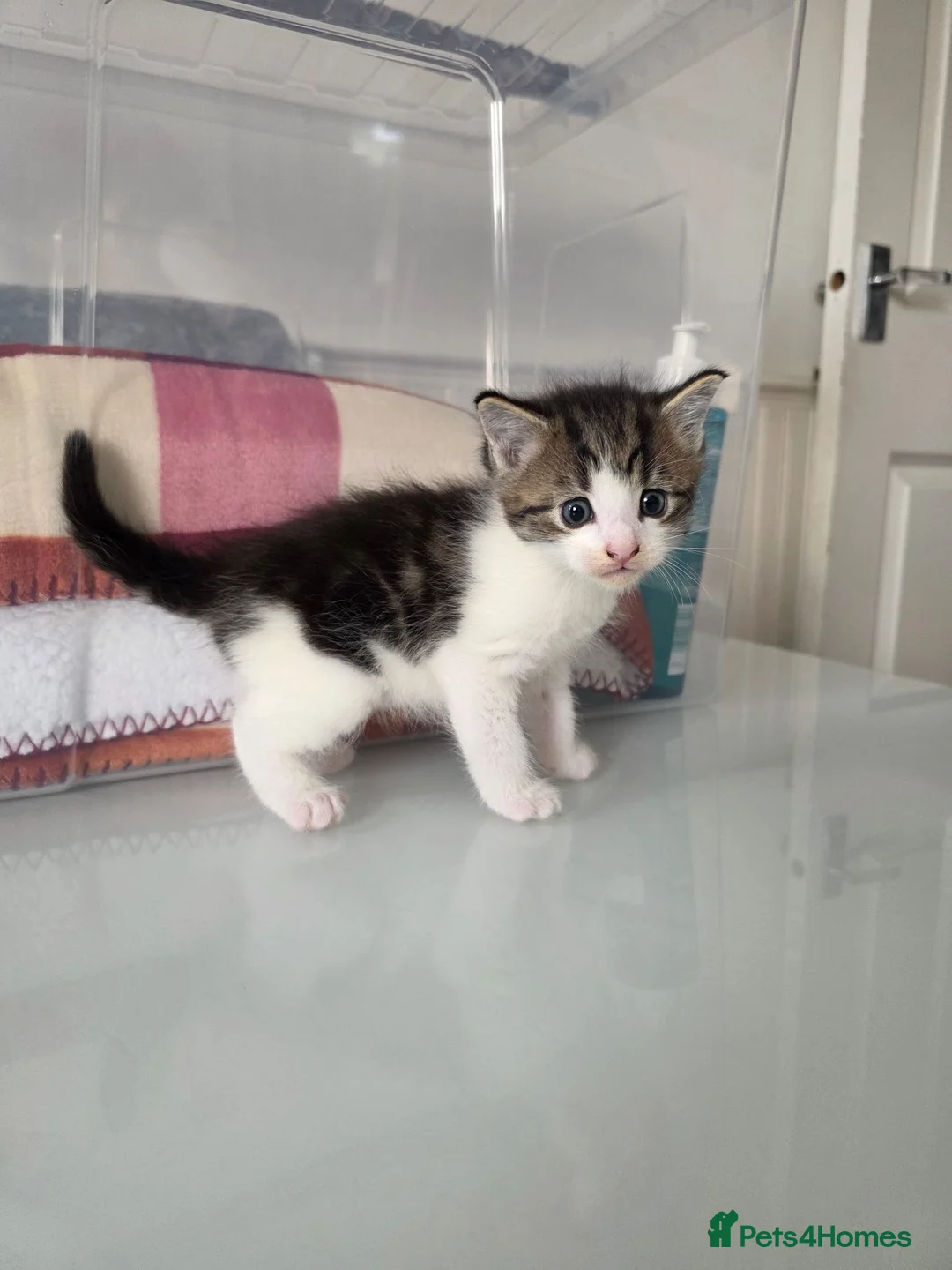 Maine Coon cats for sale: Maine coon Cross - Advert 2
