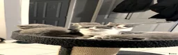 British Shorthair cats for sale: BI COLOURED BRITISH SHORTHAIR KITTENS - Advert 5