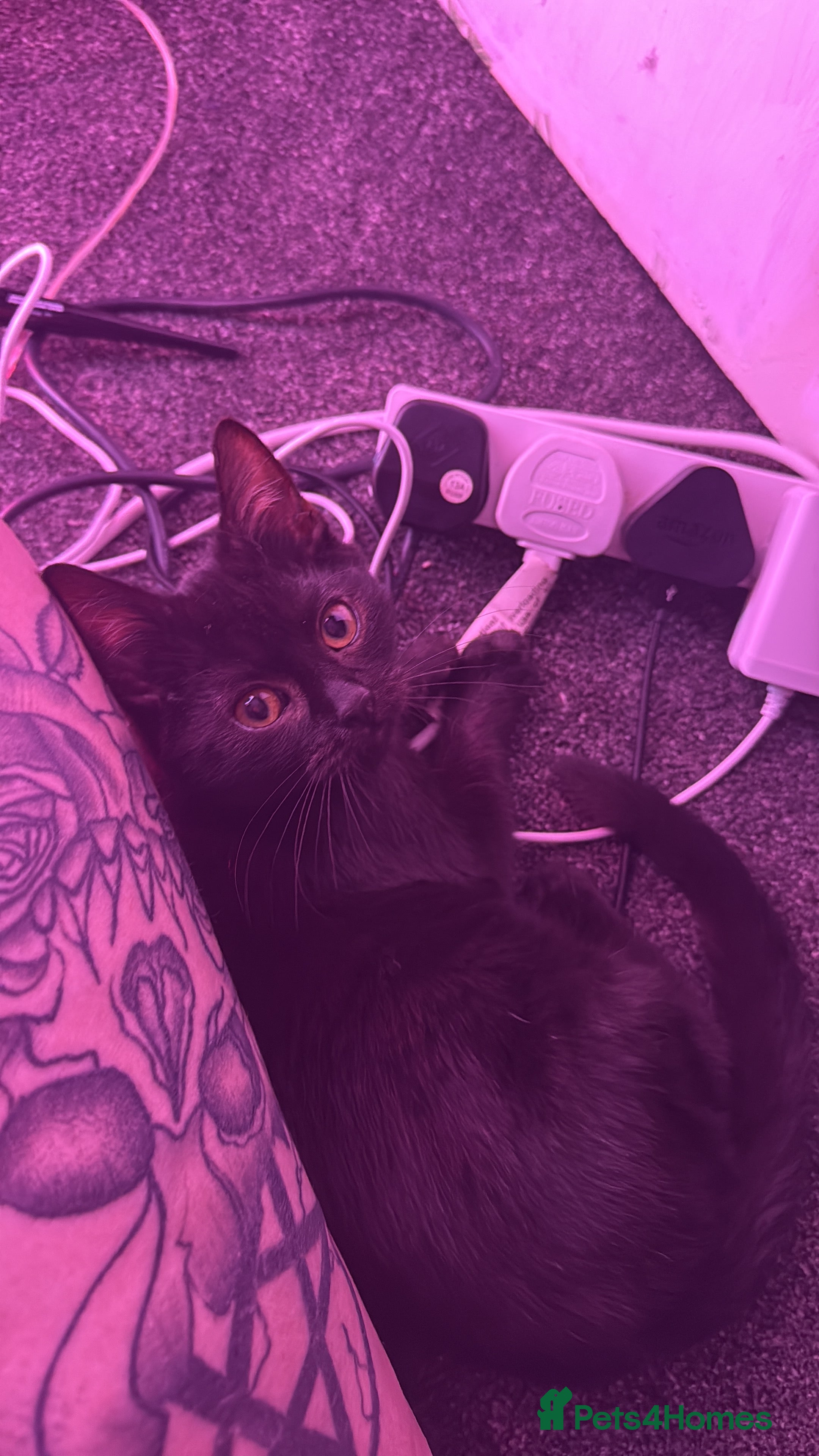 Mixed Breed cats Black Kitten  - Advert 9