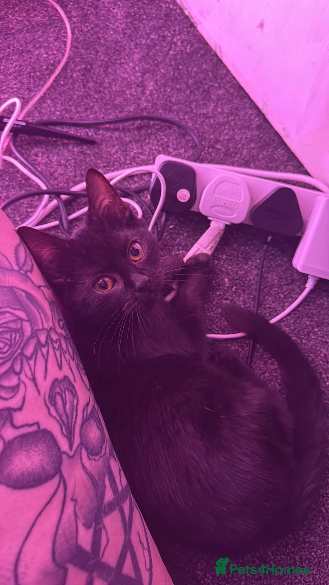 Mixed Breed cats for sale: Black Kitten  - Advert 1