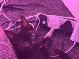 Mixed Breed cats Black Kitten - Advert 1