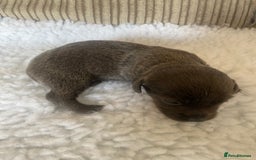 Mixed Breed dogs for sale: Tiny chiweenie puppy’s  - Image 13