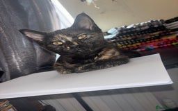 Mixed Breed cats for sale: Kittens/cats available please read description - Image 7
