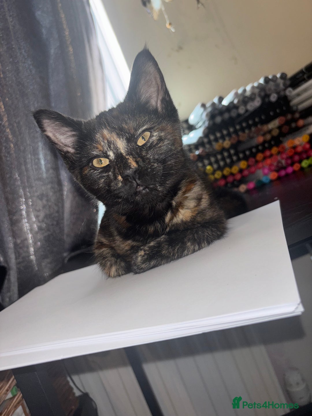 Mixed Breed cats for sale: Kittens/cats available please read description - Image 7