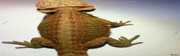 Bearded Dragon reptiles for sale: Stunning baby bearded dragons  - Advert 15