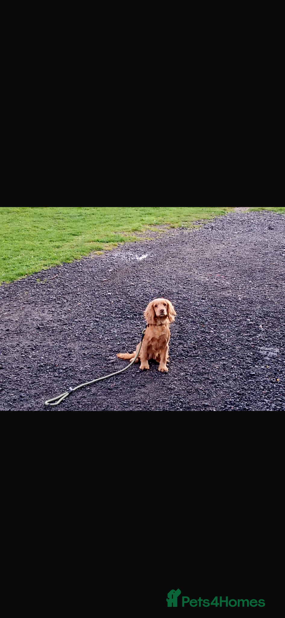 Cockapoo dogs Cockapoo puppies - Advert 1