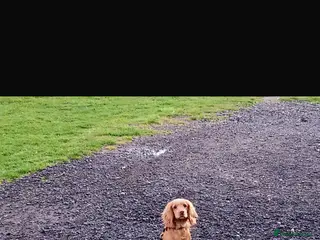 Cockapoo dogs Cockapoo puppies - Advert 2