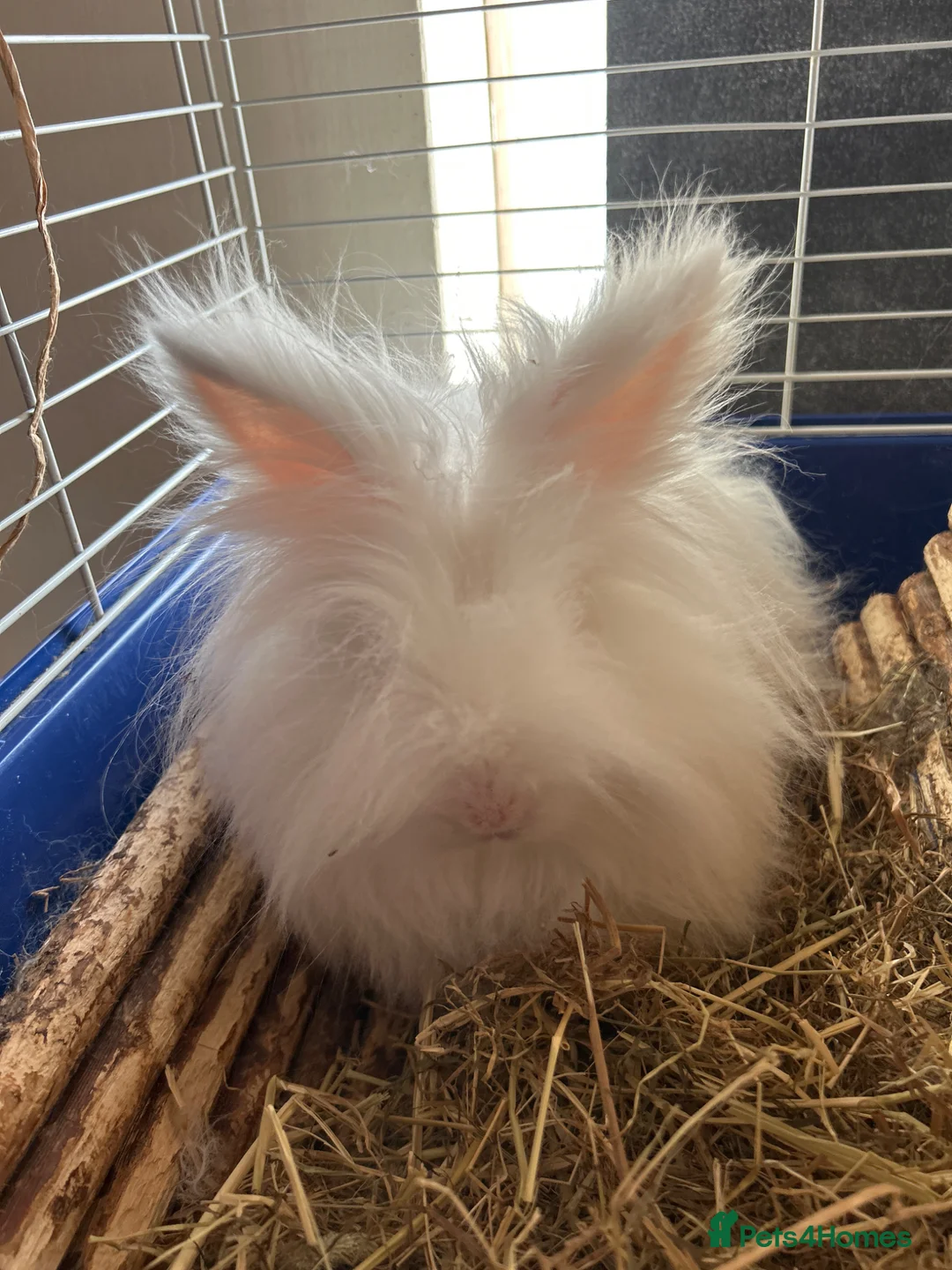 Lionhead rabbits for sale: White dwarf rabbit in London - Advert 2