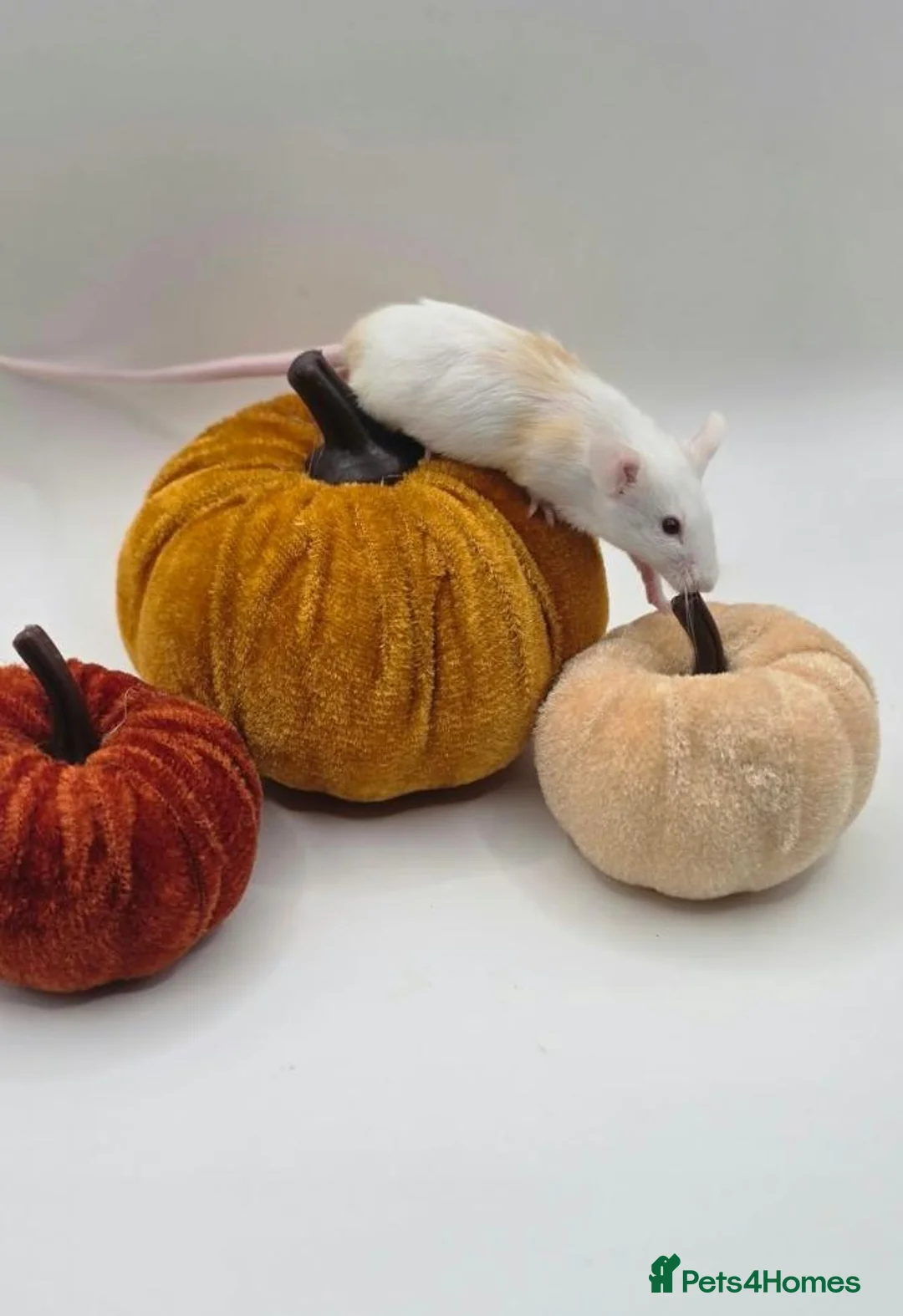 Mouse rodents for sale: girl mice - Advert 2