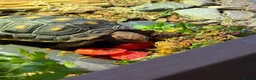 Tortoise reptiles for sale: Red foot tortoise  - Advert 6