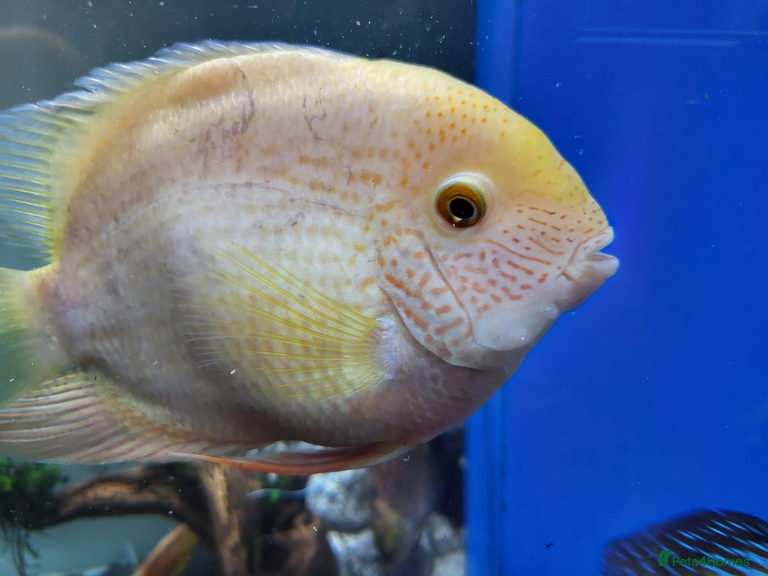 Cichlids fish for sale: 3 severum fish - Advert 7