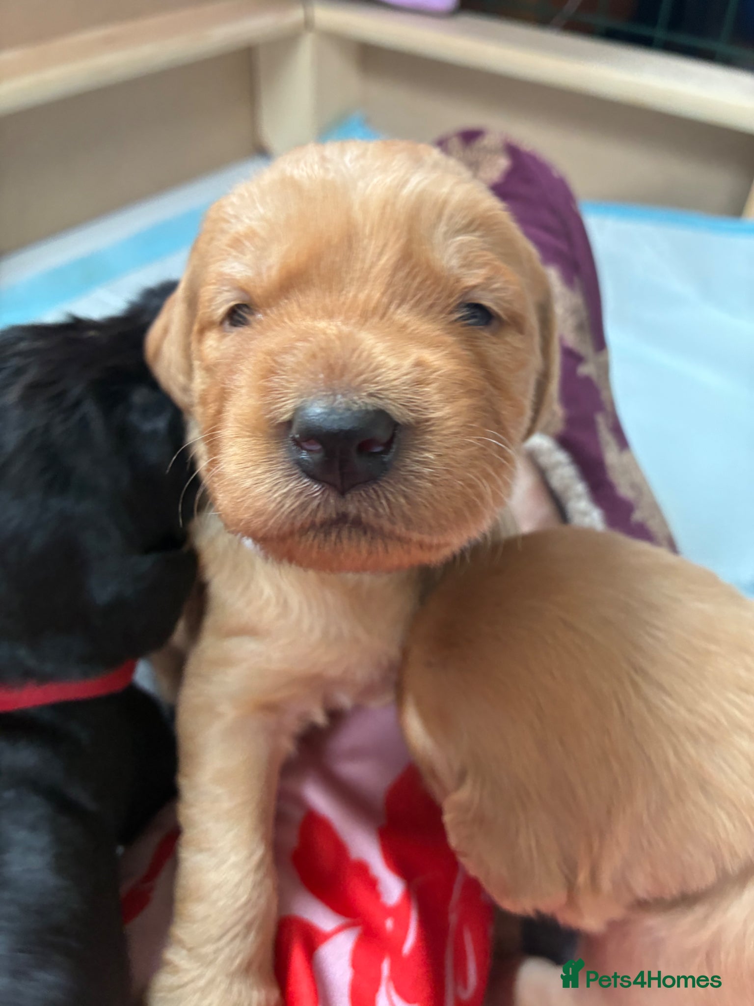 Labradoodle dogs Adorable Labradoodles – 3 boys left, family raised - Advert 2