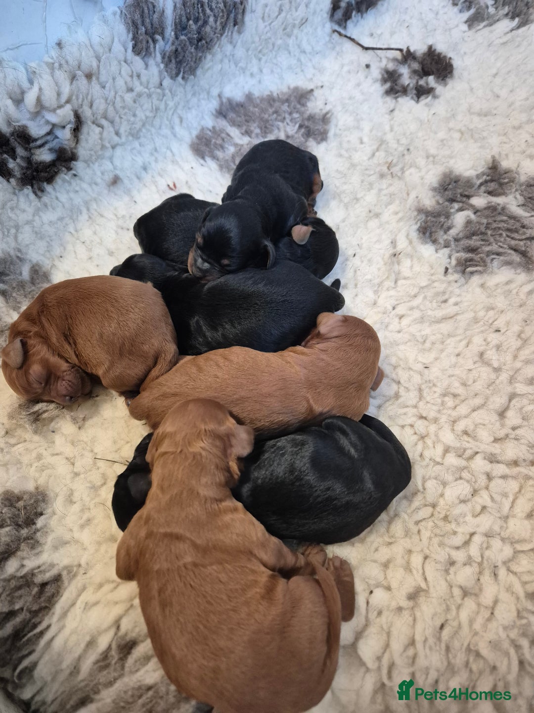 Cavapoo dogs for sale: Top quality cavapoo pups health test KCreg parents - Image 5