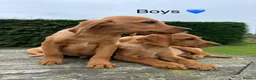 Labrador Retriever dogs for sale: Fox red & Yellow Labrador Puppies  - Advert 9