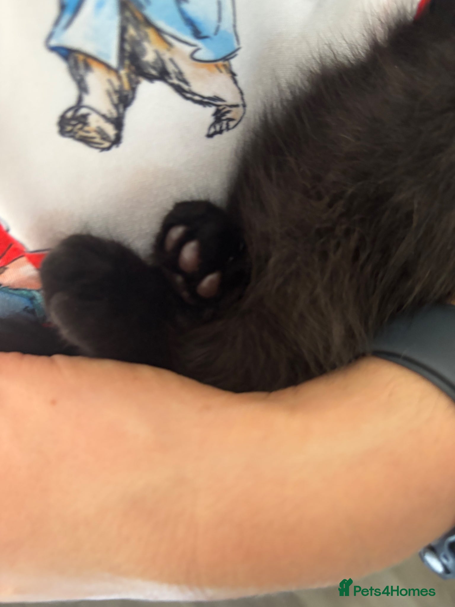 Ragdoll cats for sale: 14 weeks old female half ragdoll Kitten  in Sheffield - Advert 5