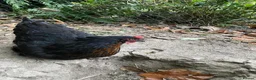 Chickens poultry for sale: Burford Brown Hybrid Pullets in Kenilworth - Advert 2