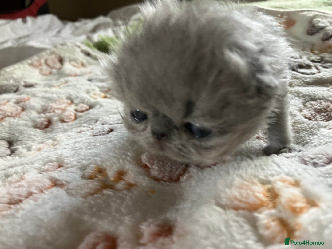 Persian cats for sale: Gccf hobby breeder - Image 3