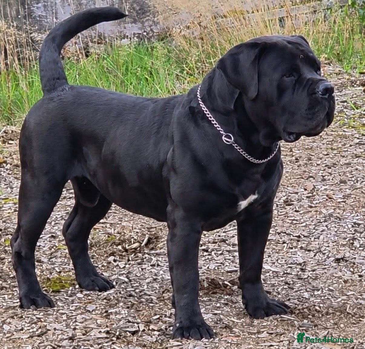 Boerboel dogs 🐾 BOERBOEL PUPPIES – UPCOMING LITTER 🐾 - Advert 2