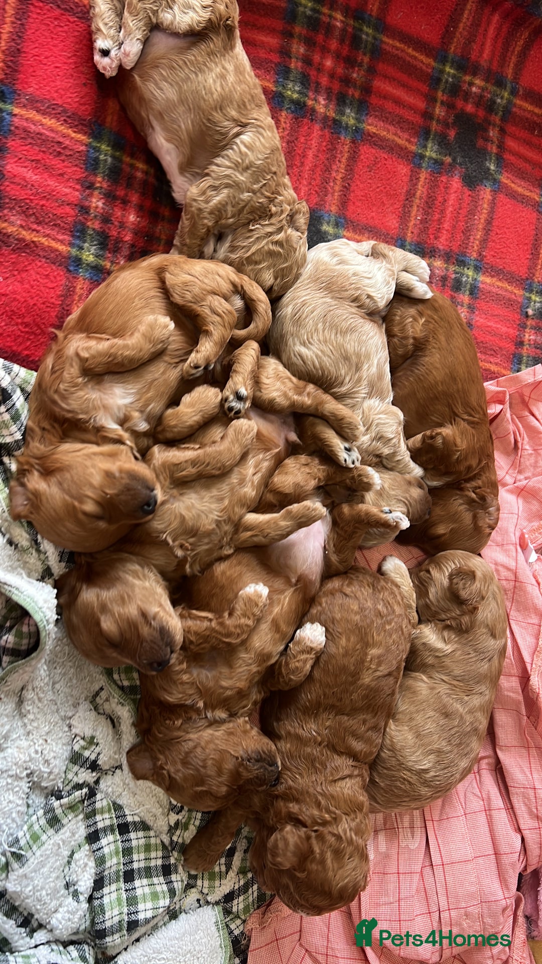 Maltipoo dogs for sale: Beautiful F1B Toy Size Maltipoo Puppies - Image 26