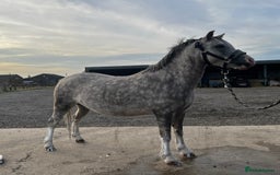 Welsh Section A horses for sale: 🩷ROCKYVIEW ROSEANNA🩷 - Image 2