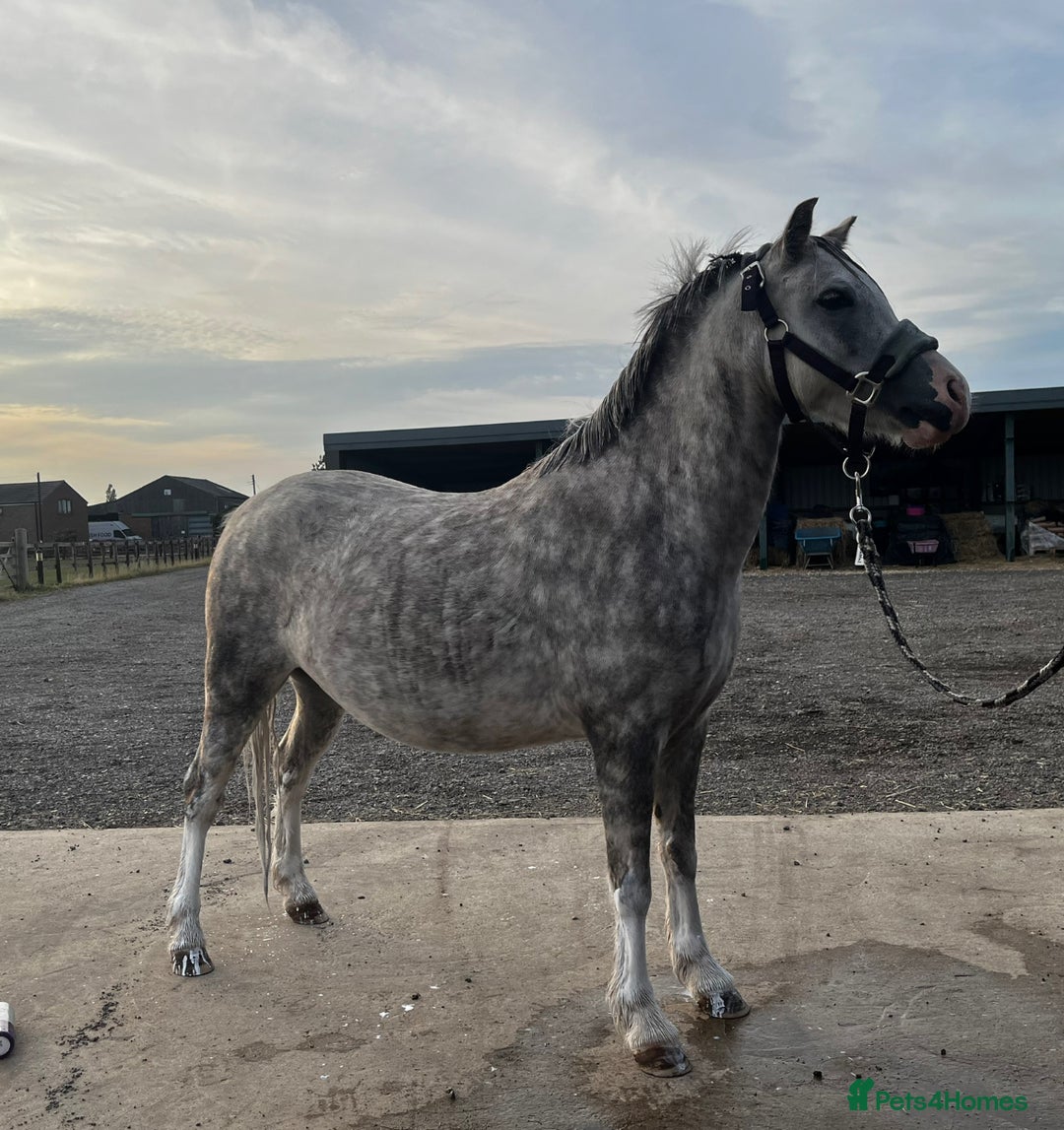 Welsh Section A horses for sale: 🩷ROCKYVIEW ROSEANNA🩷 - Image 2