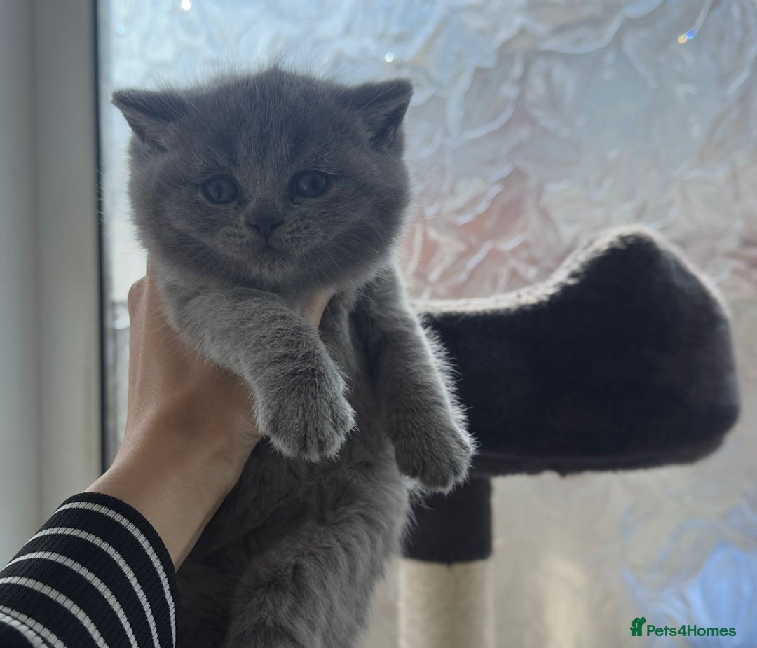 British Shorthair cats for sale: Stunning British Short hair kittens - Image 5