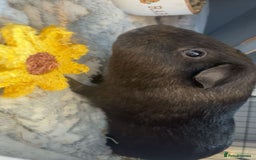 Guinea Pig rodents for sale: 2 male guinea pigs  - Image 1