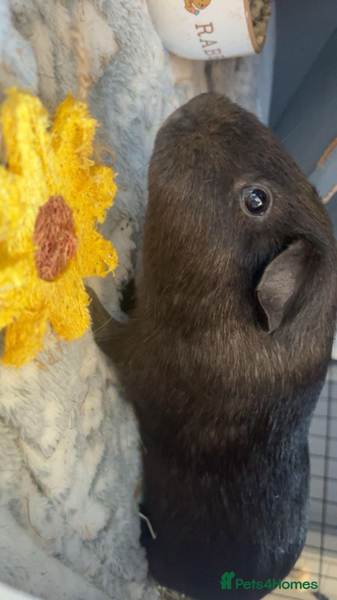 Guinea Pig rodents for sale: 2 male guinea pigs  - Image 1