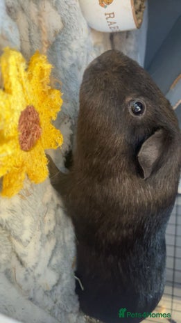 Guinea Pig rodents - Advert 3