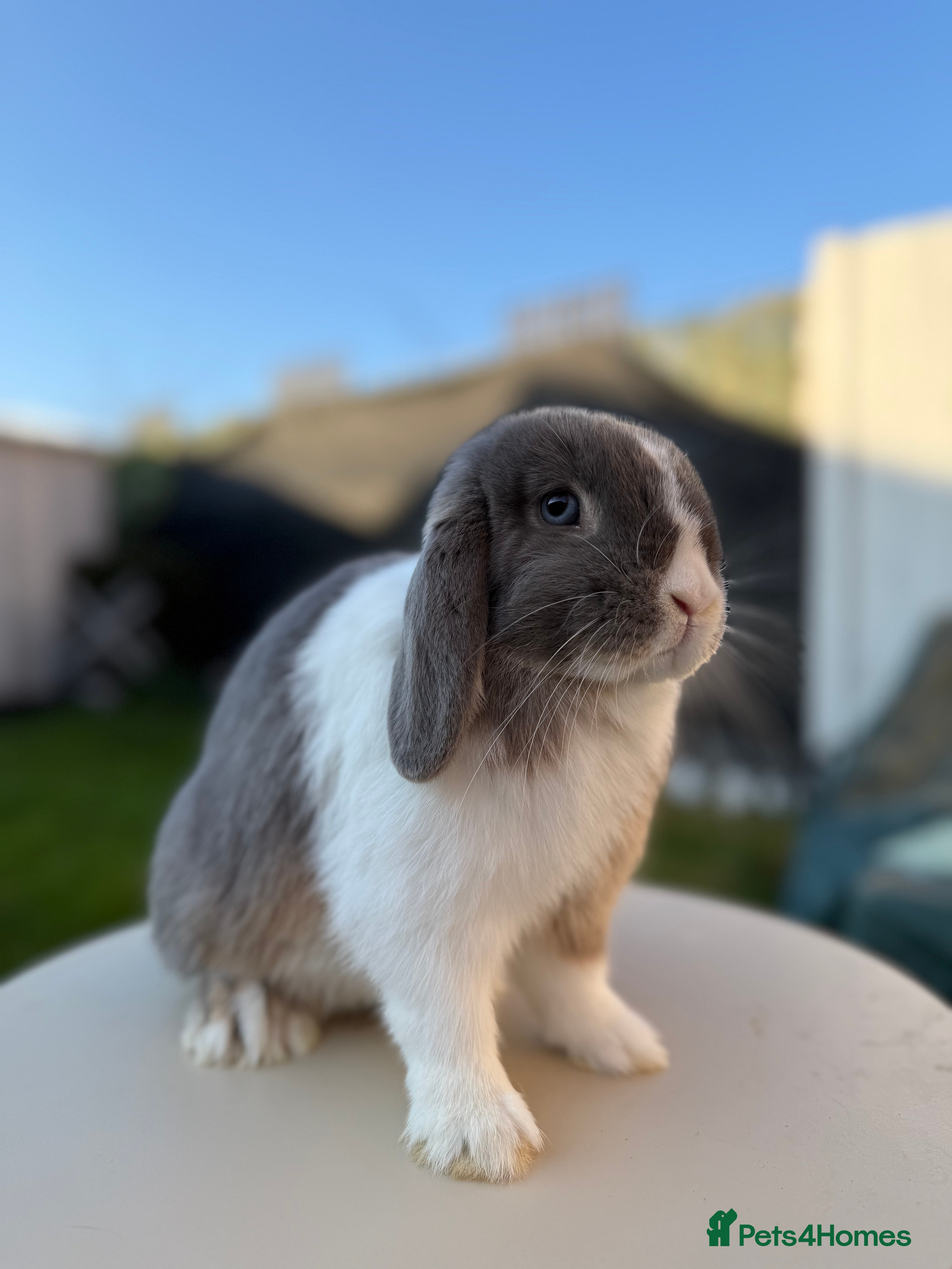 Mini Lop rabbits Beautiful Lilac Otter Split Mini Lop Female - Advert 1