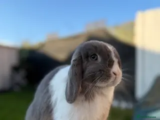 Mini Lop rabbits Beautiful Lilac Otter Split Mini Lop Female - Advert 1